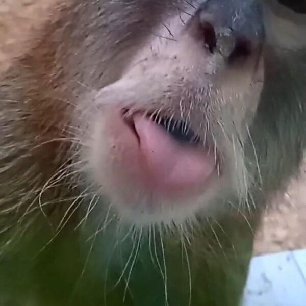 Cheeky Monkey Sticks Out Tongue At Camera That Had Been Recording Its…