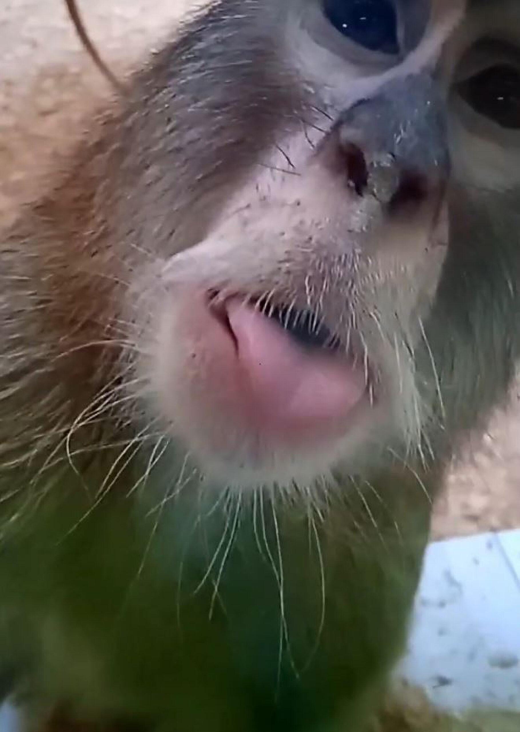 Cheeky Monkey Sticks Out Tongue At Camera…